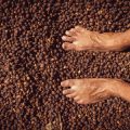 Impact of Coffee Production on Environment & Sustainable Farming Practices in India