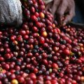 Benefits of Organic Coffee Farming for Indian Farmers