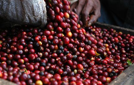Benefits of Organic Coffee Farming for Indian Farmers