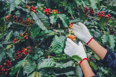 Biodiversity in Coffee Farming, Fair Trade & Farmers’ Rights in India